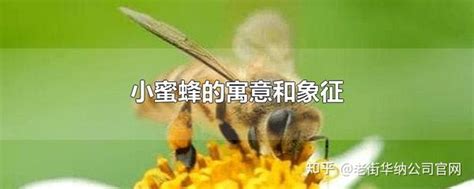 蜜蜂象徵意義|蜜蜂的象征意义是什么？